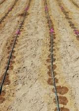 Polyethylene Draip Irrigation Bar