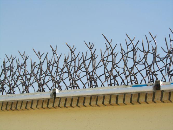 Shrub protection